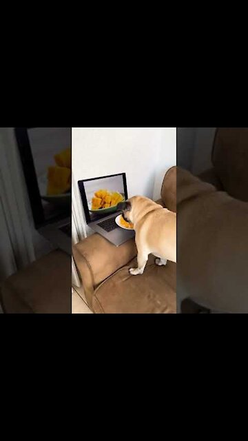 Funny puppy - lovely Dog 😍🐶❤️️