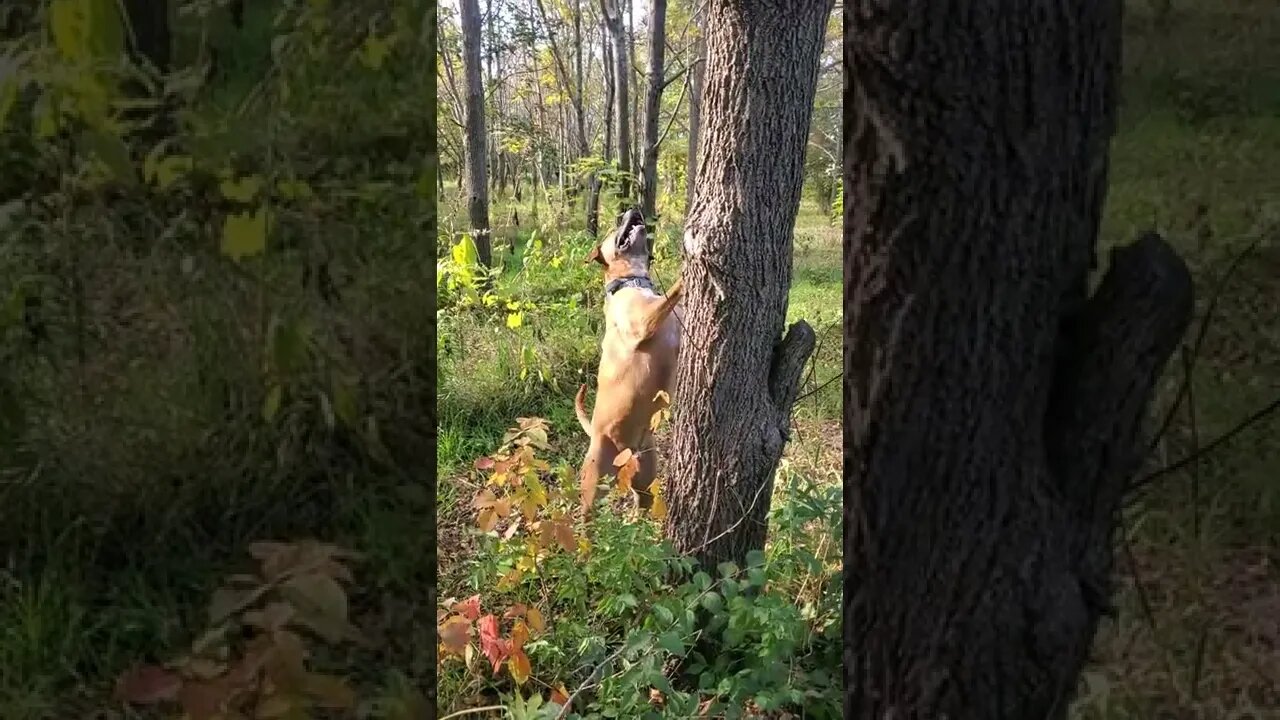 you tell that squirrel!