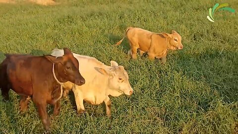 Cows Funny Cute video 😍 Cute and Funny Cow