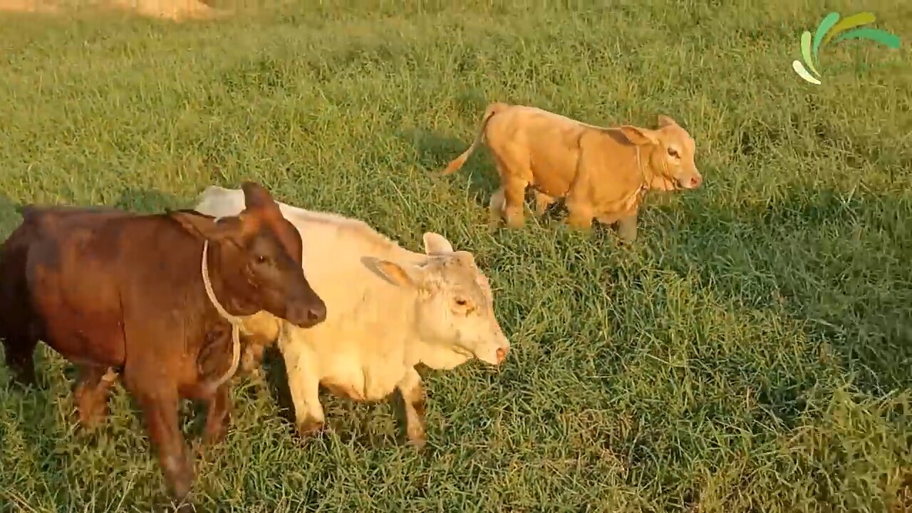 Cows Funny Cute video 😍 Cute and Funny Cow