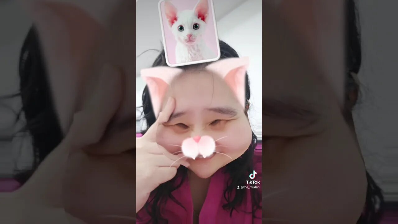 cute cat now 2023 #funnyvideo #prank