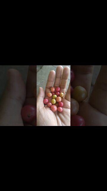 Buah apakah ini, Ada yang tau