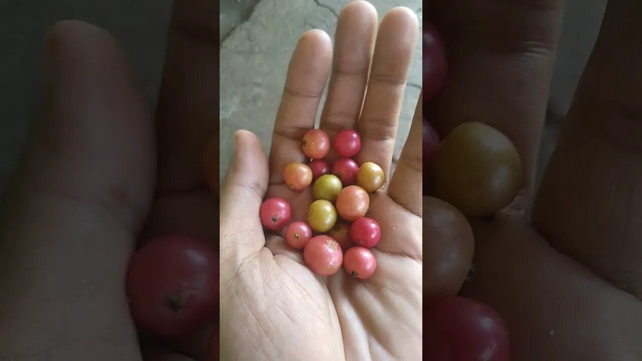 Buah apakah ini, Ada yang tau