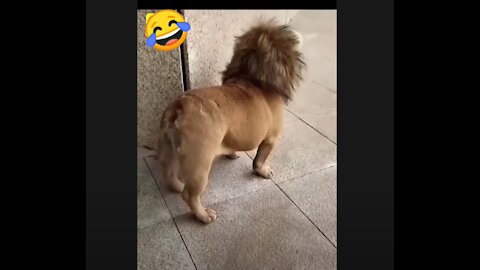 Nice Lion Dog