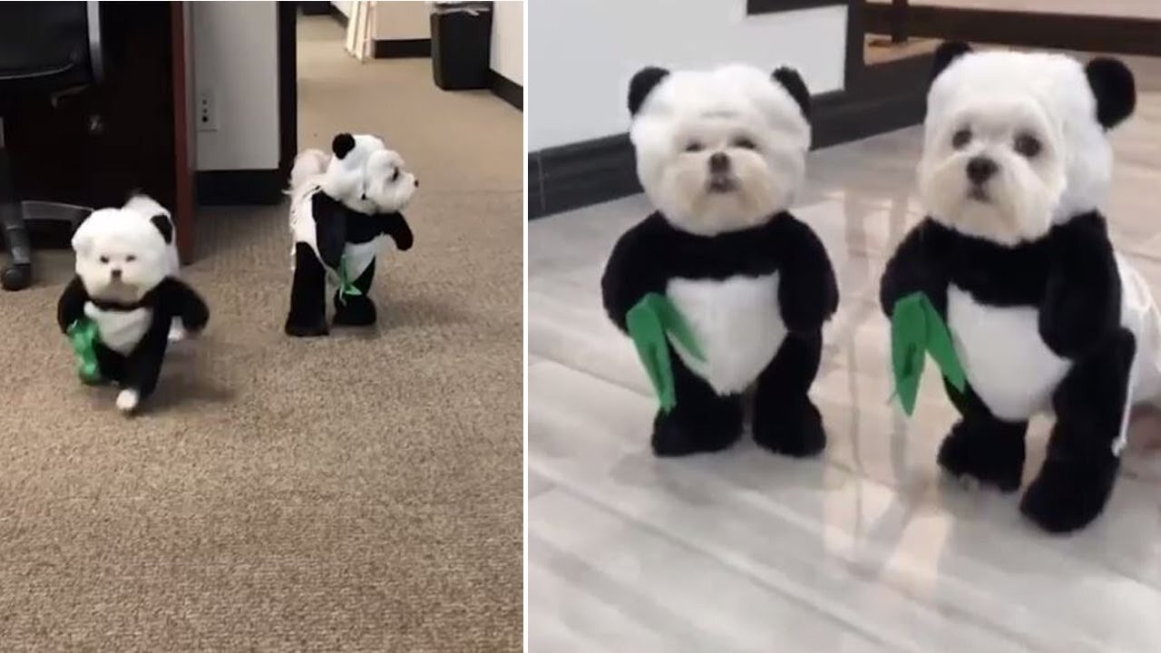 Adorable Maltese Dogs Dressed In Panda Costumes