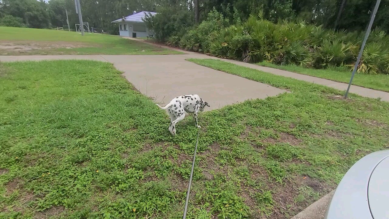 Luna in Dick Blake Park Rockledge Florida