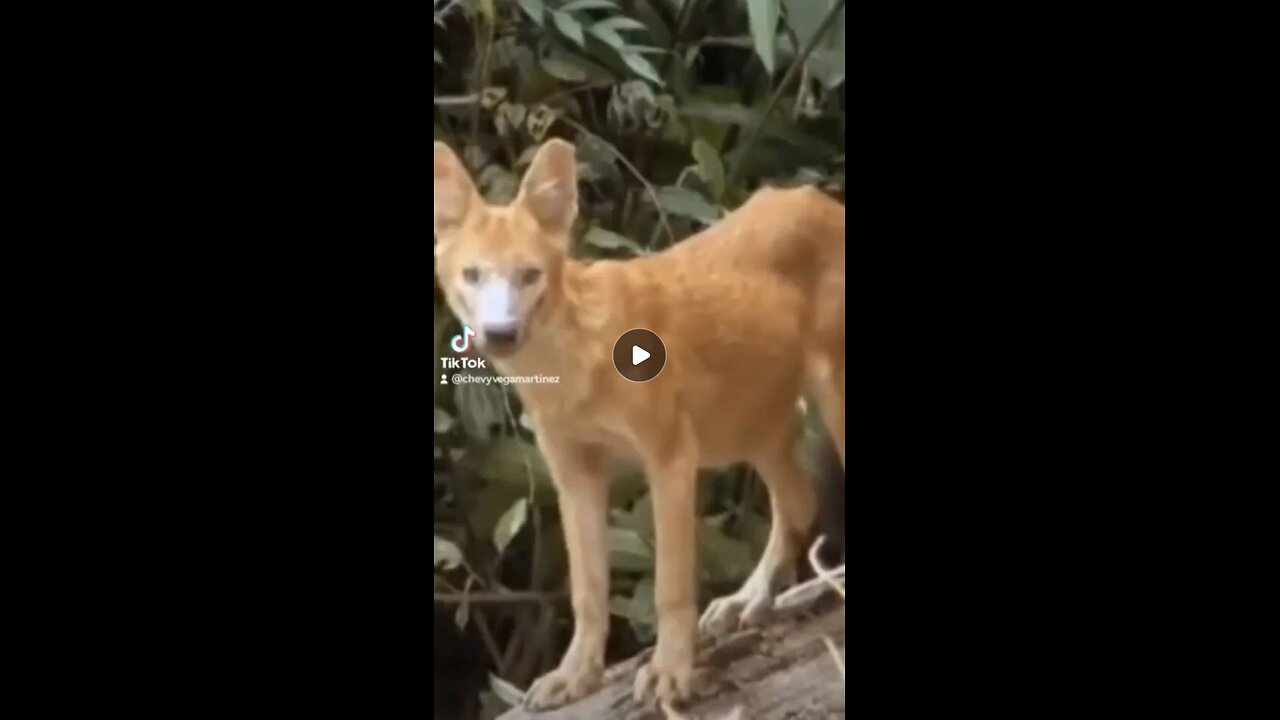 "Sumérgete en el salvaje y fascinante mundo de los perros salvajes