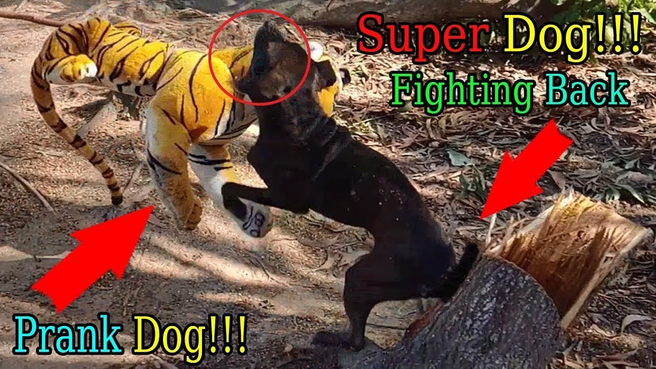 Wow!!! Fake Tiger Prank Super Dog So Funny Try To Stop Laugh Challenge