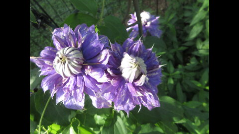 Dazzling With The Sun Purple Clematis June 2022