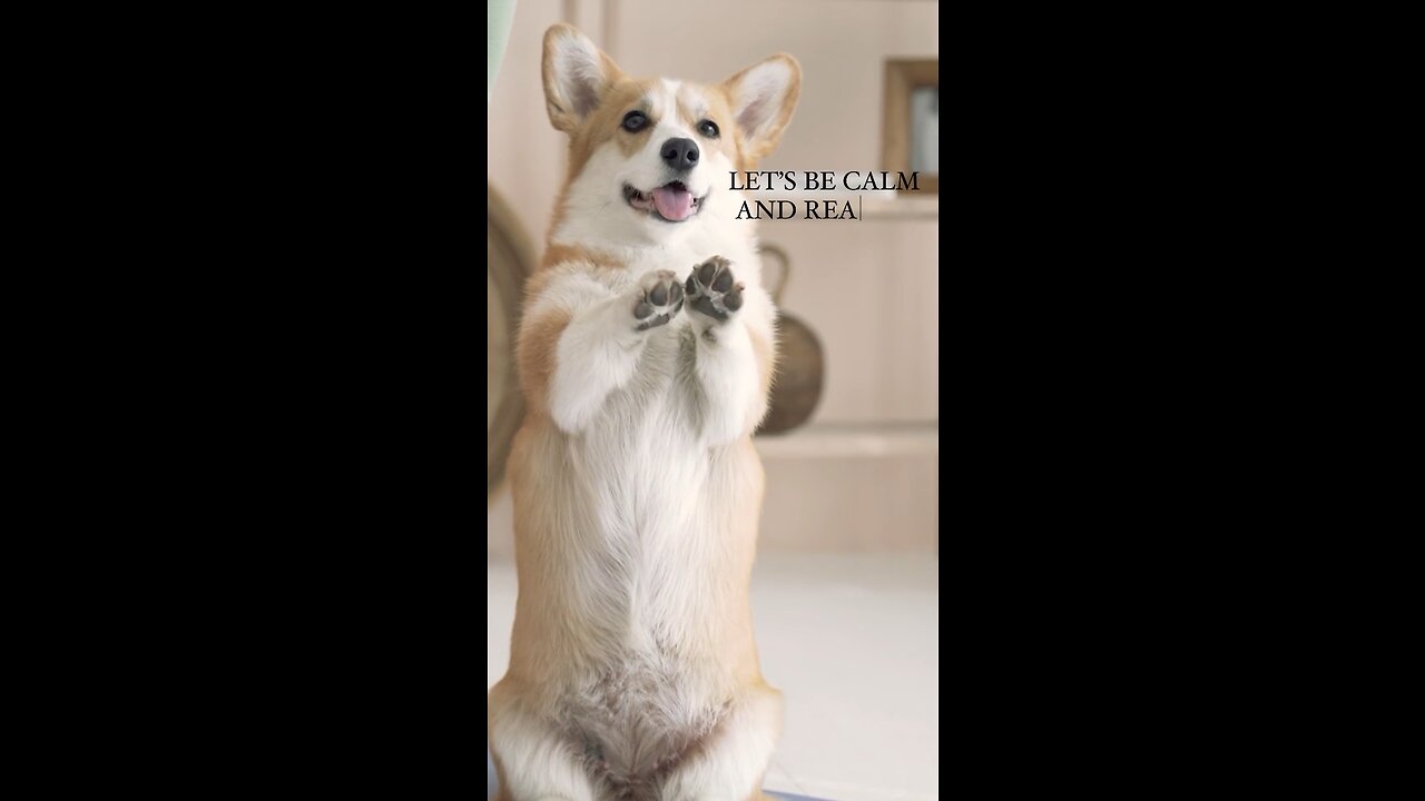 DOG - WISE and REFLECTIVE