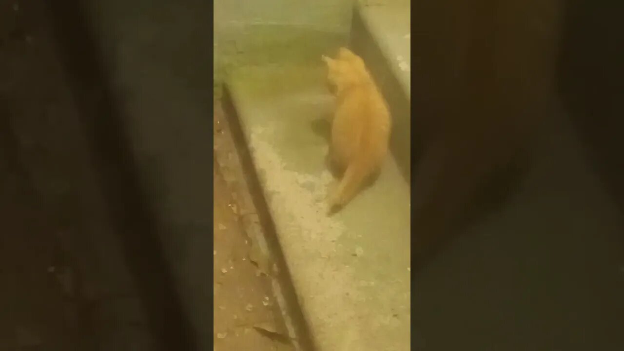 More Yellow Kittie Play