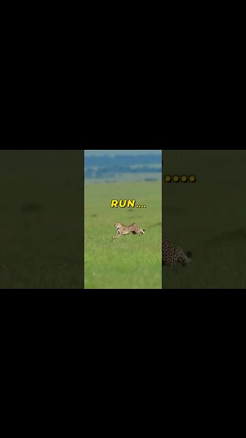 Hunter #hunting #lion #run #animal #tranding #dear