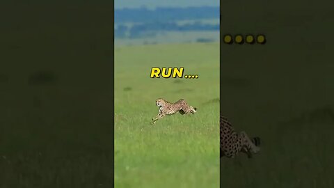 Hunter #hunting #lion #run #animal #tranding #dear