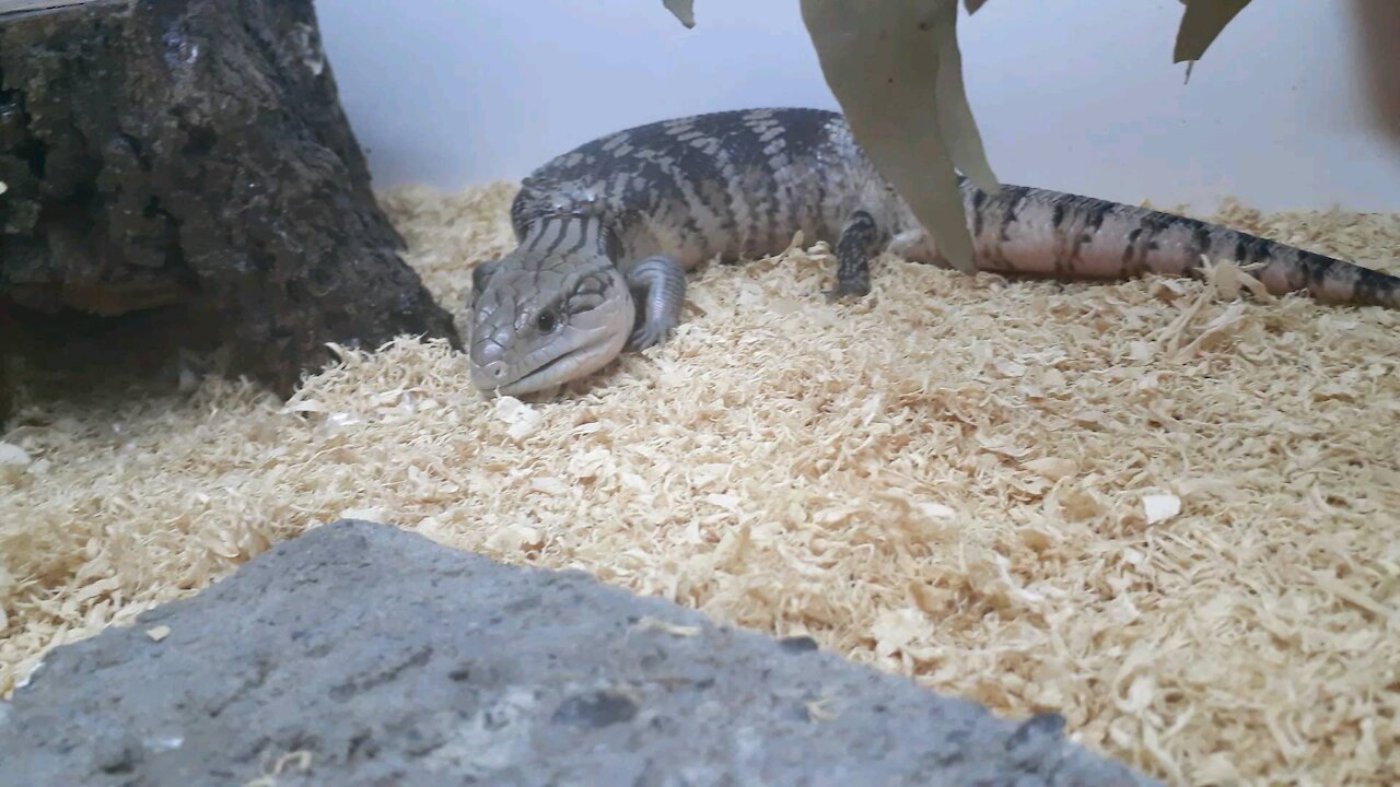 Mary Jane the triple Het Hybrid Blue Tongue Skink Shedding FT/Spidey