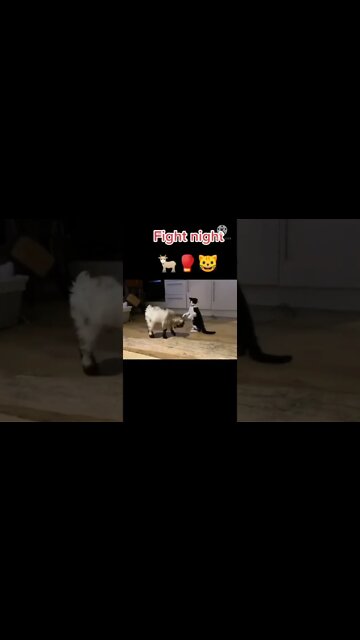 तेरी झलक | cat 🐱 dog 🐶 funny dance 💃 | #shorts #short #viral video