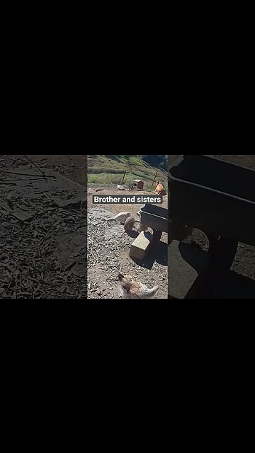 Farm surveillance. Free range chicks growing up with watch dog