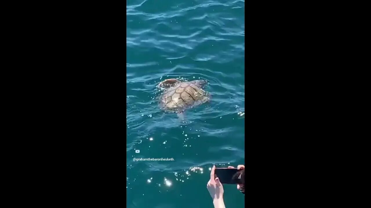 Sea Turtle 15th June 2023.