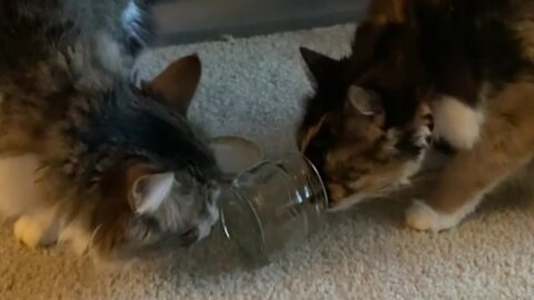 Gave my cats a cleaned out jar that still smelled like fish. They are confused. FourthDragon