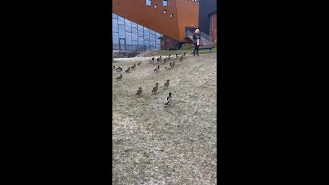 Duck, duck, and one more duck