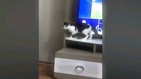 Funny Cat