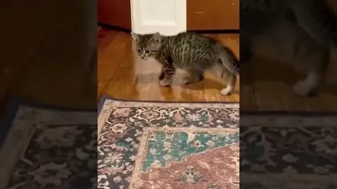 PLAYING CAT VIDEO MEAWWW