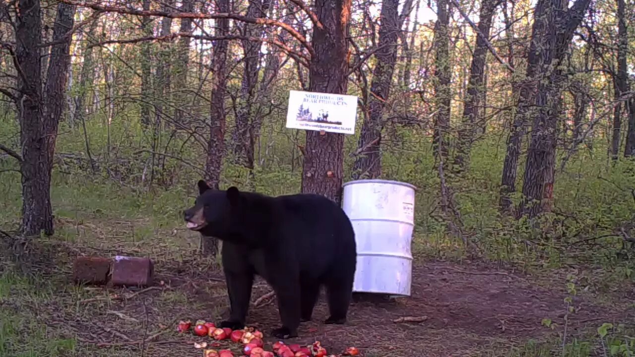 Attract bears to your bait with a dripper