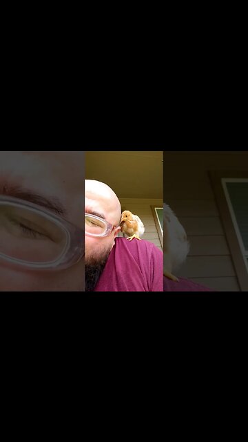 Chickie attacks🐥🦖🤜