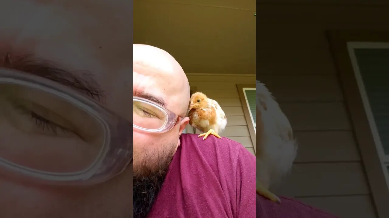 Chickie attacks🐥🦖🤜
