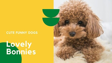 #Cute puppies funny videos(Cute dogs and puppies doing funny things 2021)