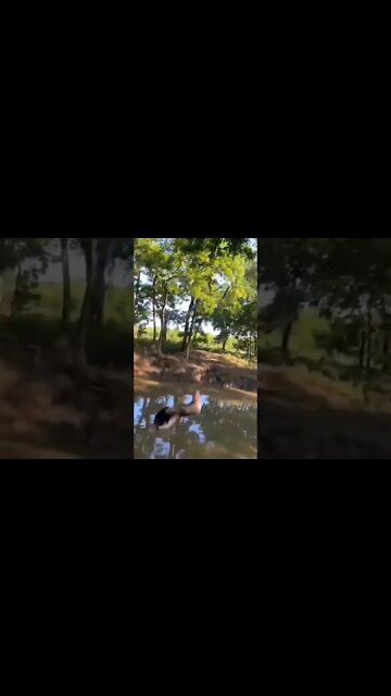 I'm confused, did she fall on something on the way down?