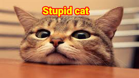 Stupid cat no:1