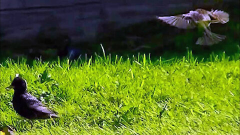 IECV NV #34 - 👀 House Sparrows, And Starlings In The Back Yard 🐥🐥 5-24-2014