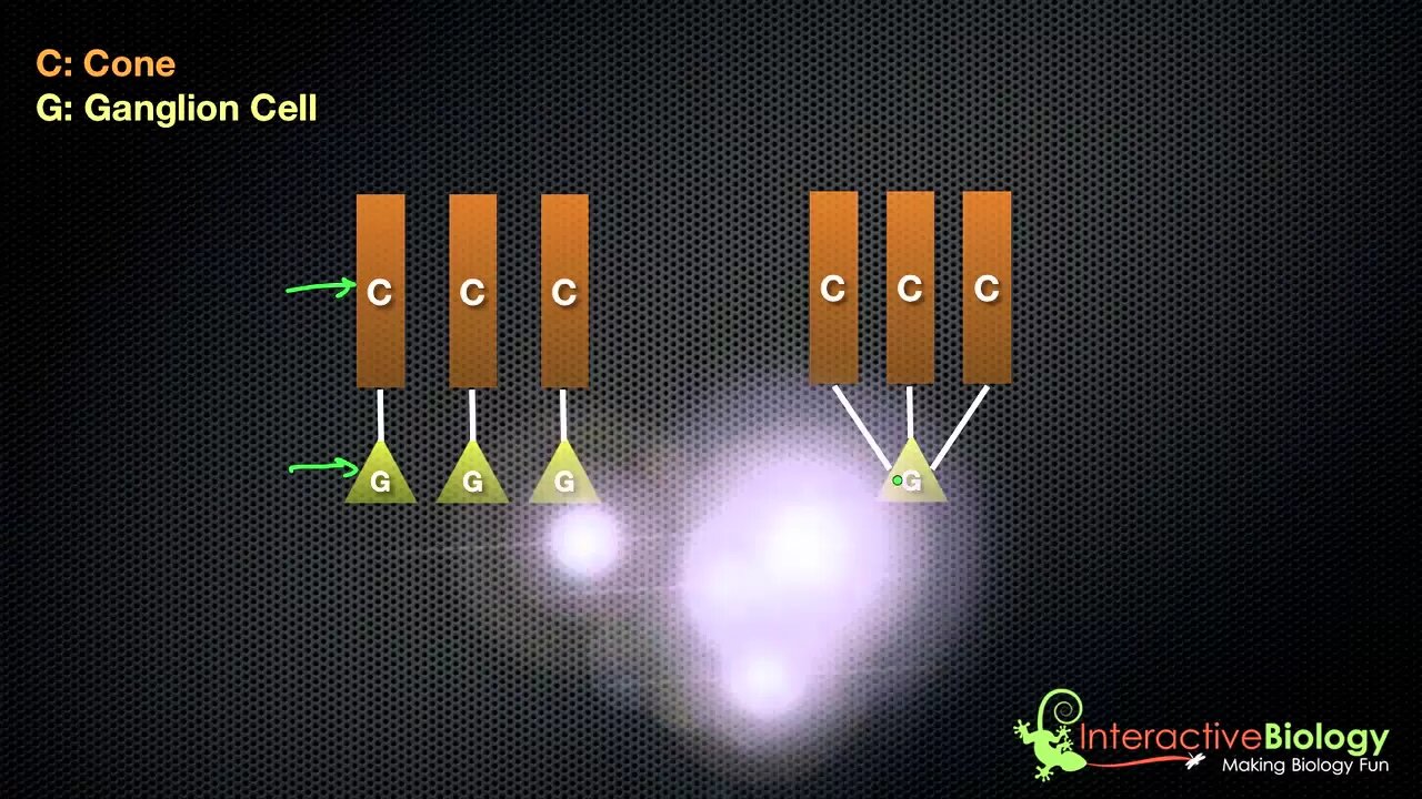 033 The Receptive Field of a Ganglion Cell