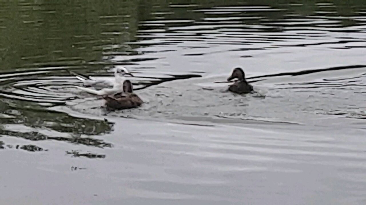 Duck vs seagull