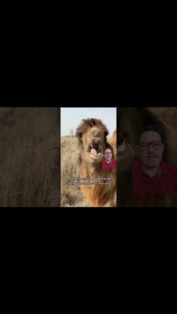 Camels eat cactus and laugh at the pain