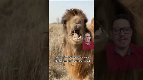 Camels eat cactus and laugh at the pain