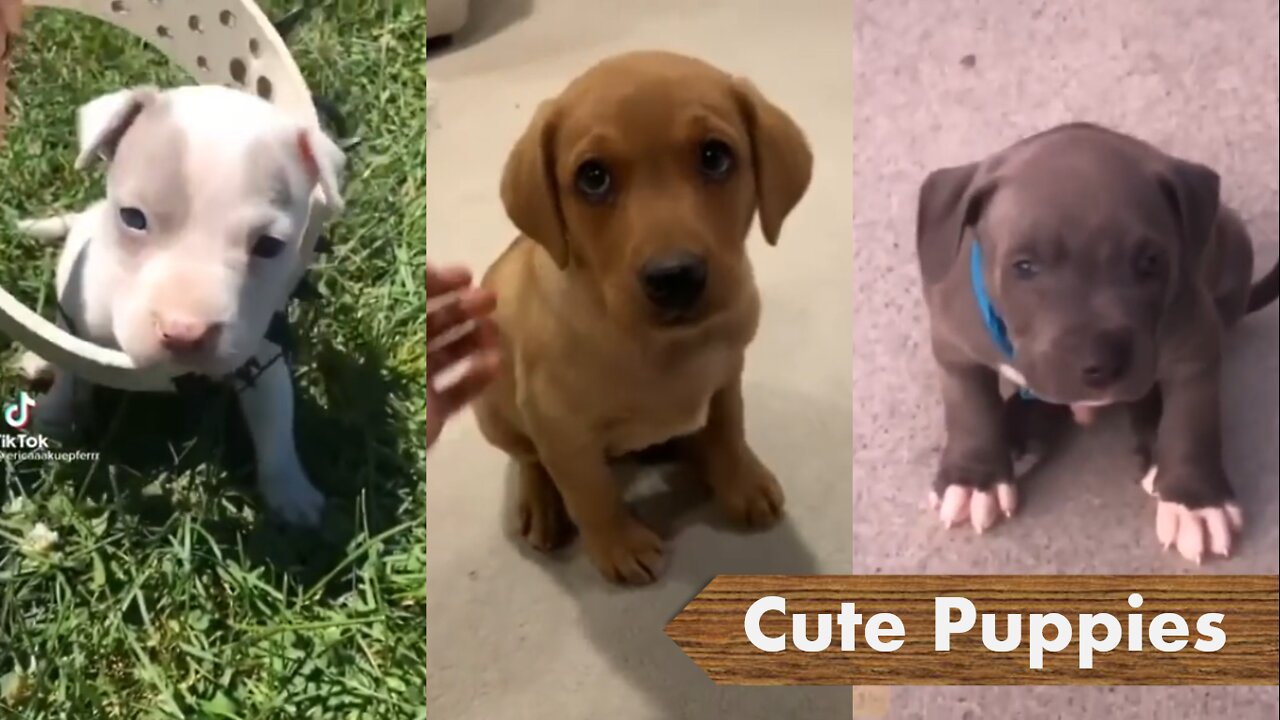 Cute Baby to Adult Animals Compilation