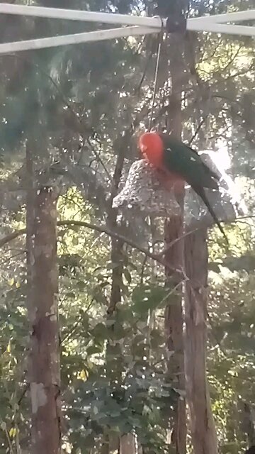 Nice Wing Display Buddy.👍🦜😍