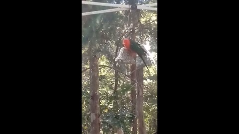Nice Wing Display Buddy.👍🦜😍