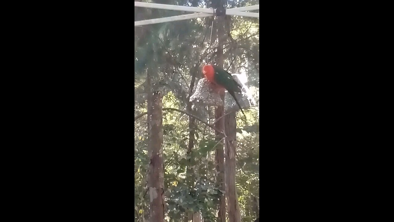 Nice Wing Display Buddy.👍🦜😍