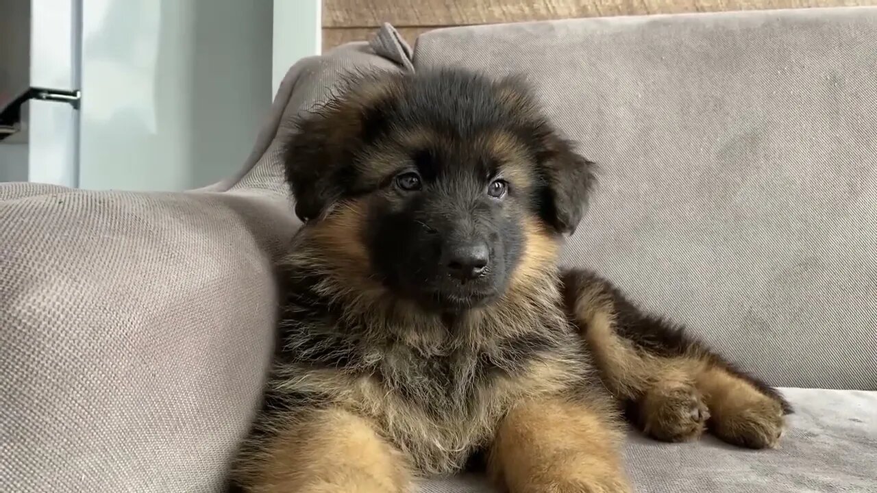 My New German Shepherd Puppy: The First 3 Months at Home