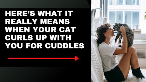 Here’s What It Really Means When Your Cat Lays With You For Cuddles