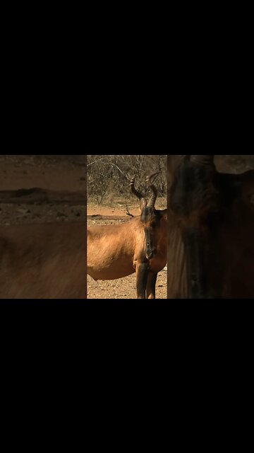 Red Hartebeest in South Africa!