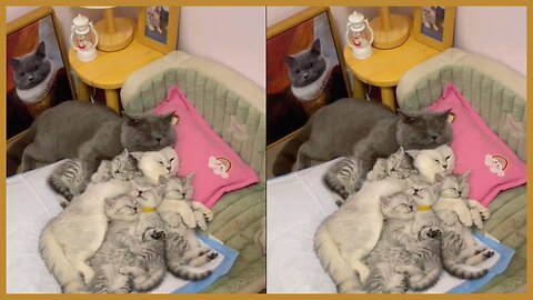 Sleeping cat family