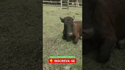 banho de Sol ☀️ , acha que tá na praia ⛱️😁 #shorts #agro #roça #animals #bicho #boi #agropecuaria