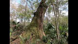 Ancient Oaks and Shell Midden on The Withlacoochee River