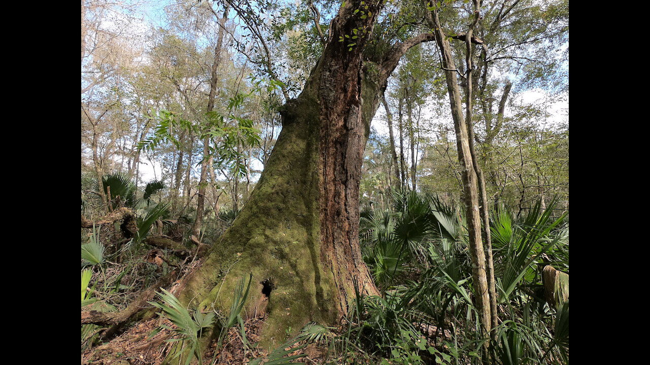 Ancient Oaks and Shell Midden on The Withlacoochee River