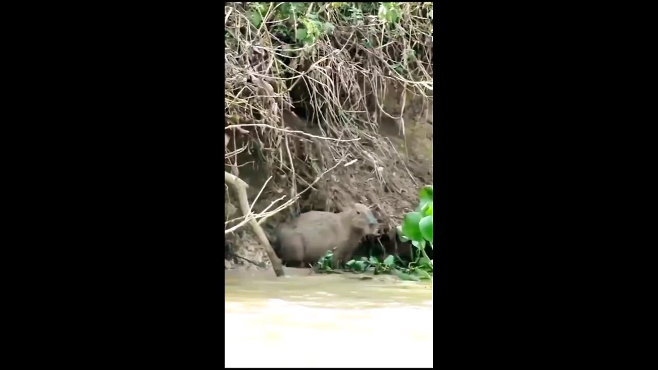 Leopard Attack On Boar