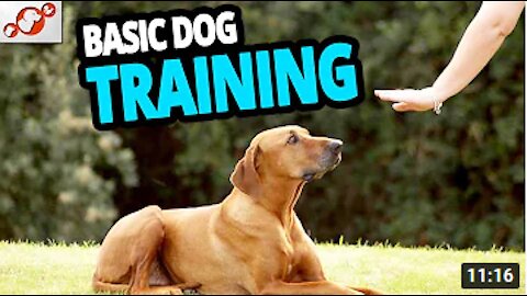 Basic Dog Training – TOP 10 Essential Commands Every Dog Should Know!