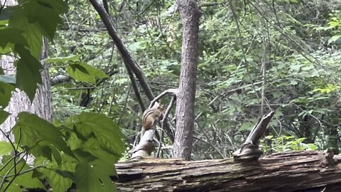 Lots of wildlife